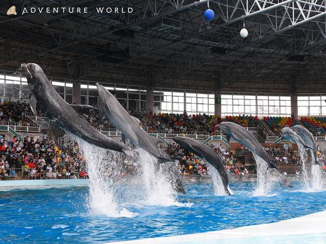 【白浜の遊ぶところ 大人編 おすすめスポット1】アドベンチャーワールド (白浜温泉)