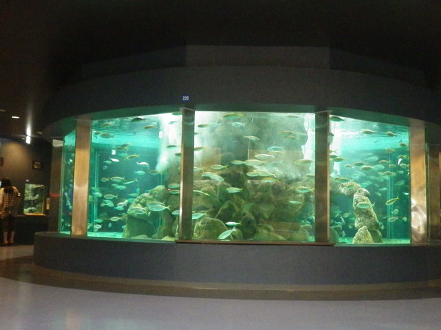 【白浜の遊ぶところ 大人編 おすすめスポット7】京都大学白浜水族館 (白浜温泉)