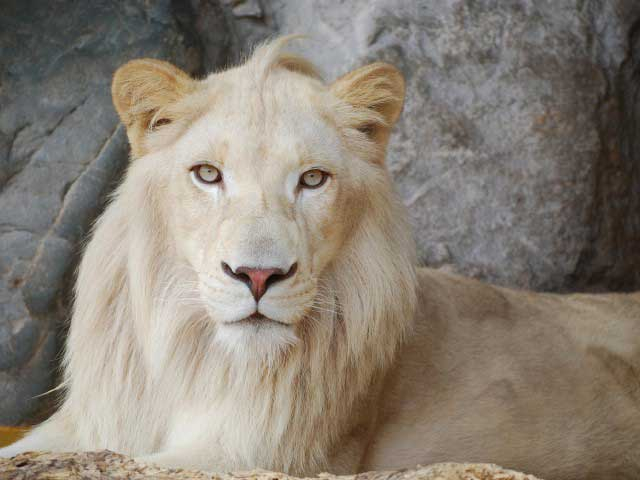 【山口県の遊ぶところ|大人編7】秋吉台自然動物公園 サファリランド (秋吉台・秋芳洞)
