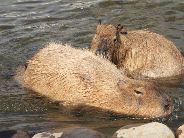 【熊本の遊ぶところ 大人編 おすすめスポット4】阿蘇元気の森(阿蘇ファームランド) (南阿蘇 )