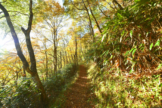 天狗高原セラピーロードをガイドの案内で楽しむ(津野町)