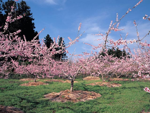 【福島市の遊ぶところ 大人編 おすすめスポット8】フルーツライン (福島・飯坂温泉)