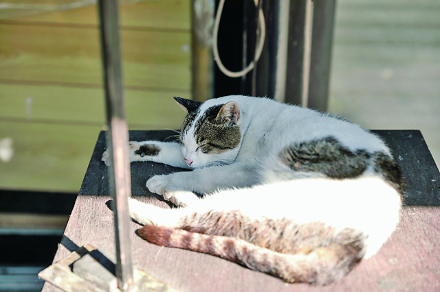 亀屋万年閣を訪れたら小野川温泉散歩も忘れずに