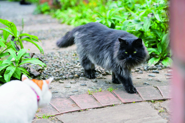 ドリプレ・ローズガーデンってどんなところ?