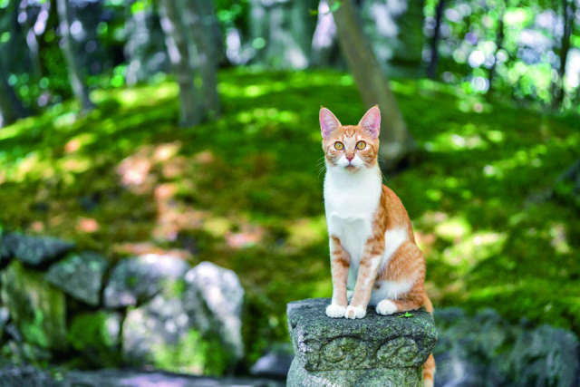 【松山庭園美術館ってどんなところ?】