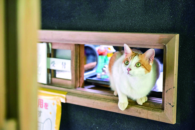 ご案内しますにゃ