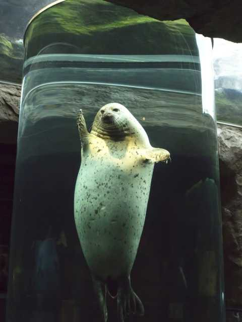 【旭川の遊ぶところ 大人編 おすすめスポット2】旭川市旭山動物園 (旭川市街 )