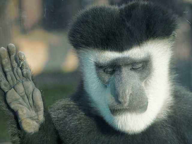 【神奈川の遊ぶところ 大人編 おすすめスポット2】よこはま動物園ズーラシア (保土ヶ谷・戸塚)