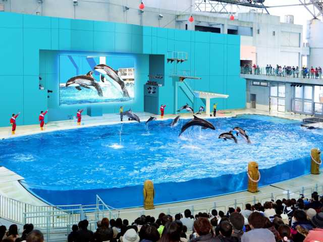 【神奈川の遊ぶところ 大人編 おすすめスポット3】横浜・八景島シーパラダイス (金沢八景)