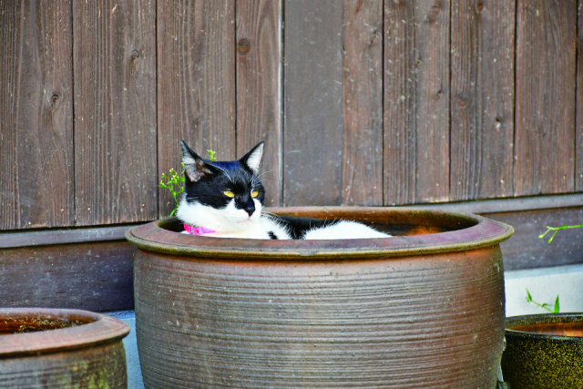 ねこに会えるお寺 御誕生寺ってどんなところ?
