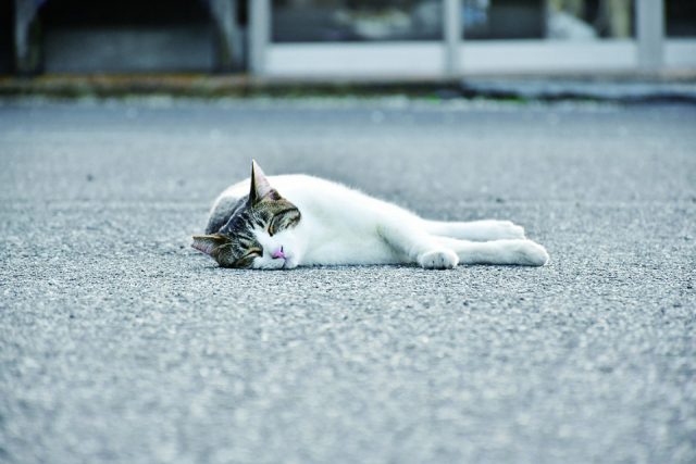 ねこに会えるお寺 御誕生寺ってどんなところ?