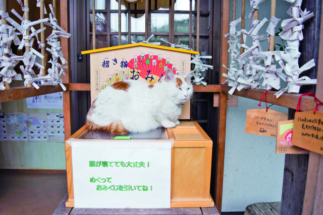 ねこに会えるお寺 御誕生寺ってどんなところ?