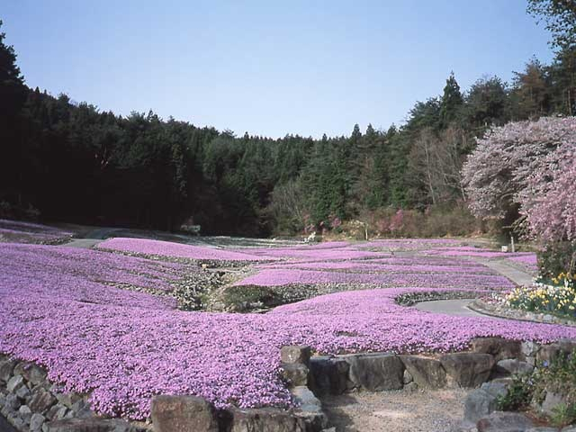 【三田の遊ぶところ 大人編 おすすめスポット7】花のじゅうたん (三田・神戸北)