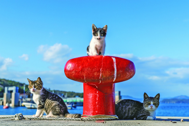 まずは宮城・田代島のねこたちの様子をお届け!
