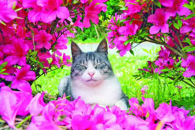 まずは宮城・田代島のねこたちの様子をお届け!