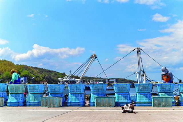 まずは宮城・田代島のねこたちの様子をお届け!