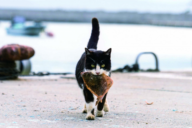 【元祖ねこの島と呼ばれている宮城・石巻 田代島ってどんなところ?】