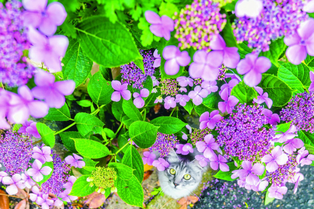 【元祖ねこの島と呼ばれている宮城・石巻 田代島ってどんなところ?】