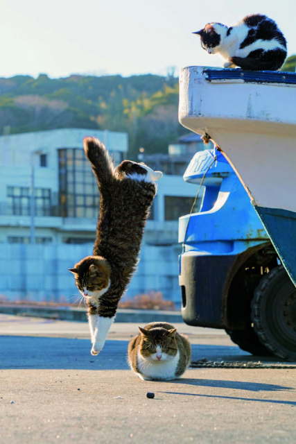 【元祖ねこの島と呼ばれている宮城・石巻 田代島ってどんなところ?】