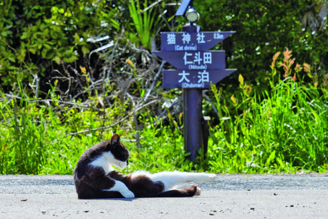 まずは宮城・田代島のねこたちの様子をお届け!