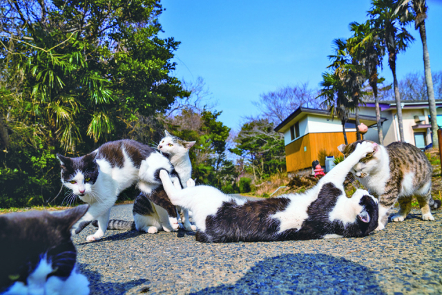まずは宮城・田代島のねこたちの様子をお届け!