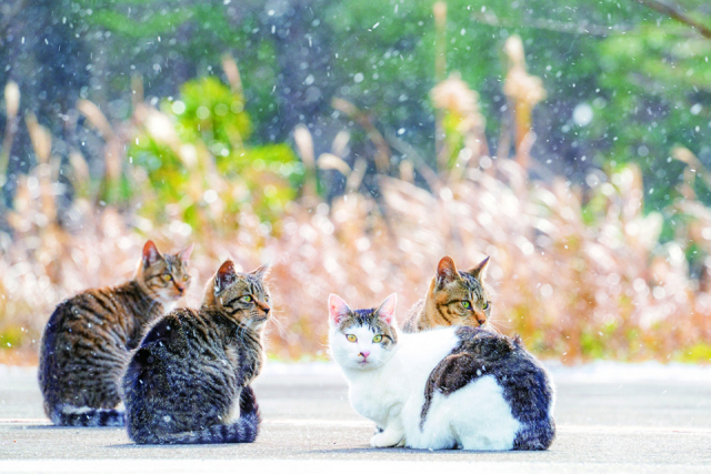 まずは宮城・田代島のねこたちの様子をお届け!