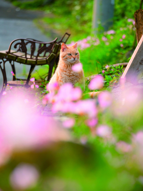 島ねこの『はる』