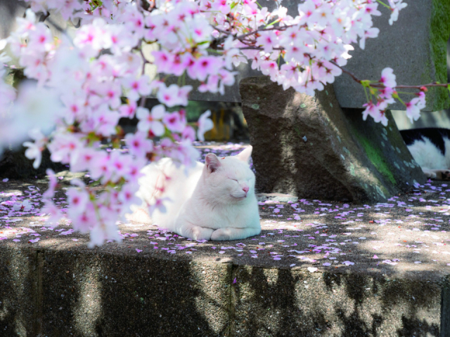 島ねこの『はる』