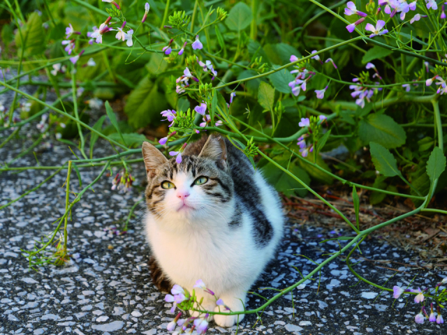 島ねこの『はる』