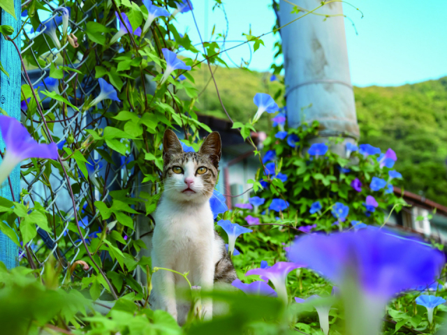 島ねこの『なつ』