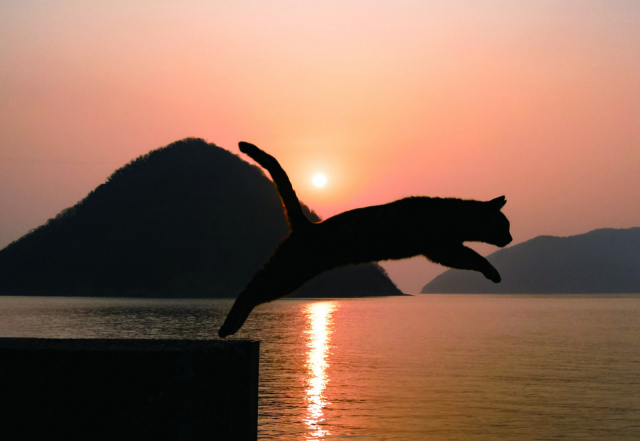 島ねこの『なつ』