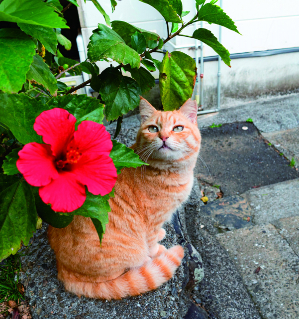 島ねこの『なつ』