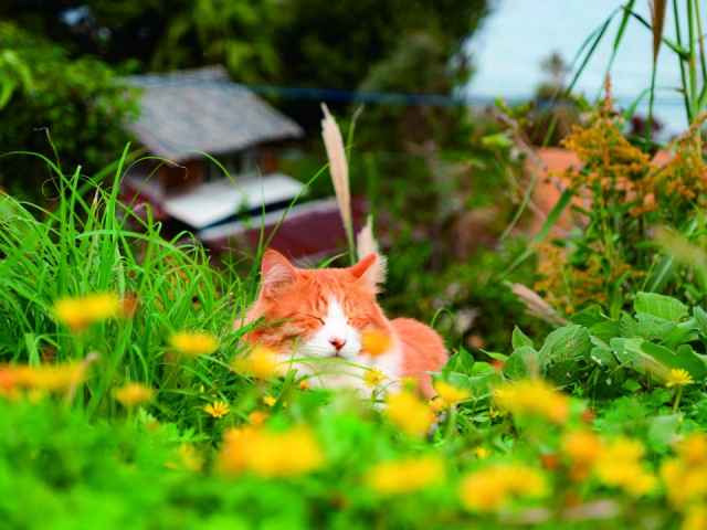 島ねこの『あき』