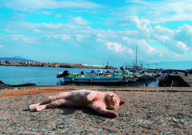 島ねこの『あき』