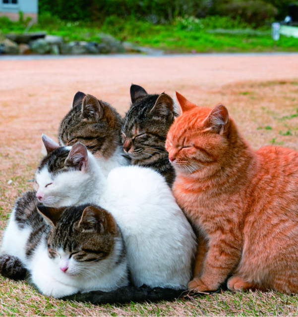 島ねこの『ふゆ』