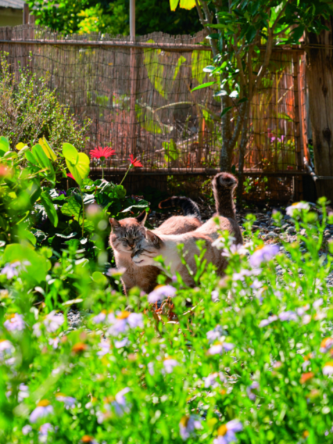 島ねこの『ふゆ』