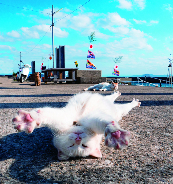 島ねこの『ふゆ』