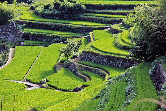 「中山千枚田」で里山の風景に出会う