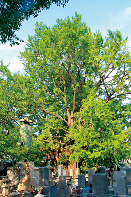 港区指定有形文化財「麻布山 善福寺」