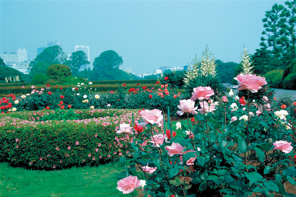 プラタナス並木が美しい整形式庭園「新宿御苑」