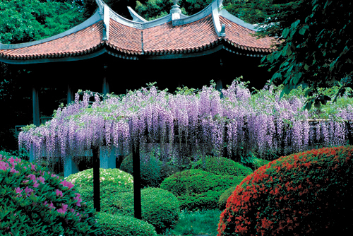 プラタナス並木が美しい整形式庭園「新宿御苑」