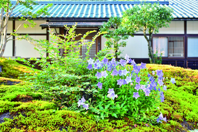 ねこに会えるお寺 御誕生寺ってどんなところ?