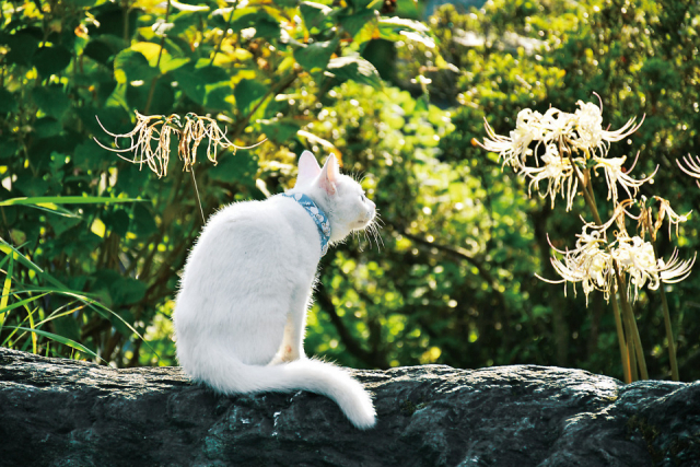 御誕生寺のねこの1日