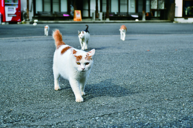 お散歩・お昼寝