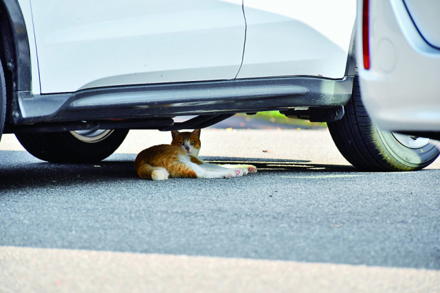 お散歩・お昼寝