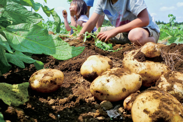 有野実苑オートキャンプ場(千葉県 山武)
