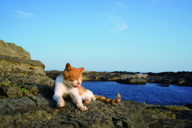 三崎・城ヶ島のねこたちの様子をご紹介