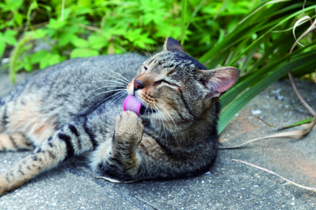 かねあのアイドルねこたち