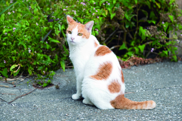 かねあのアイドルねこたち