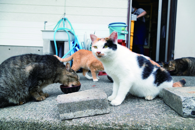 かねあのアイドルねこたち